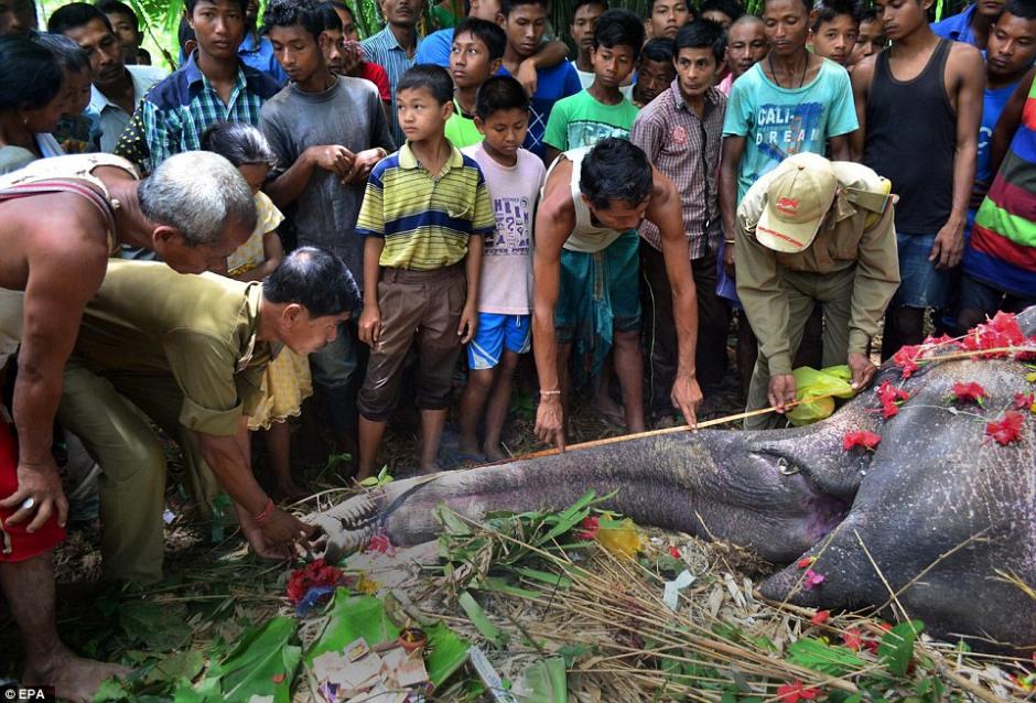 Ciudadanos Velan A Un Elefante Que Muri Electrocutado En La India Soy