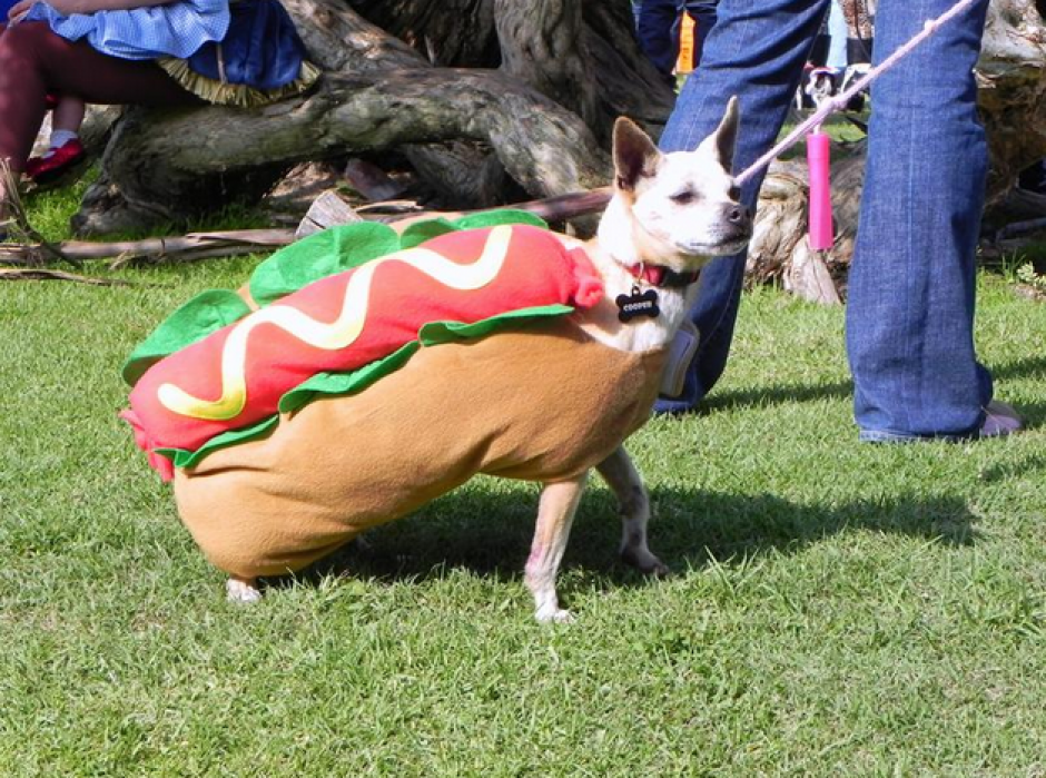 Moda De Disfrazar A Las Mascotas En Halloween Cobra Auge En Ee Uu