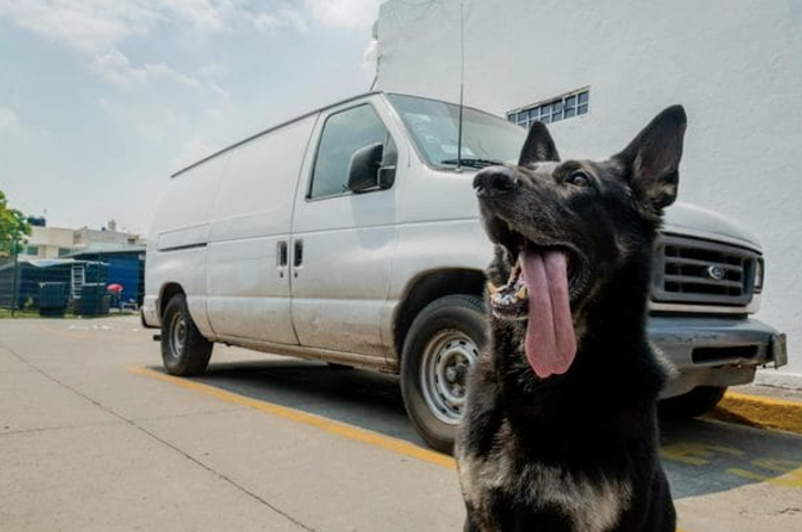 Según un policía, los narcotraficantes le temen más a un perro que a un humano. (Foto. Daniel Ojeda/Vice News)