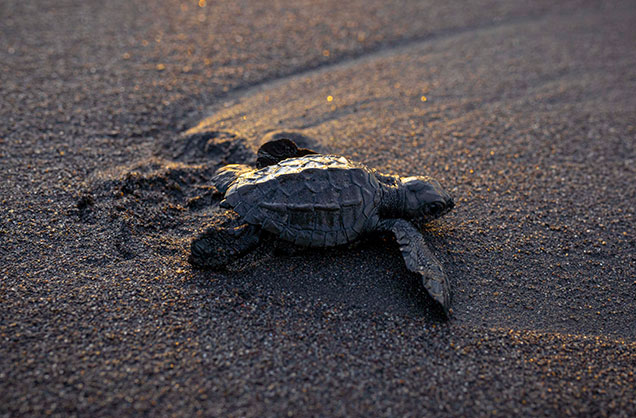 Observación de tortugas