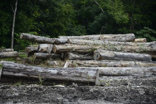 Troncos de árboles que han sido utilizados por los pobladores para sus actividades económicas. (Foto: Johan Ordóñez/AFP)