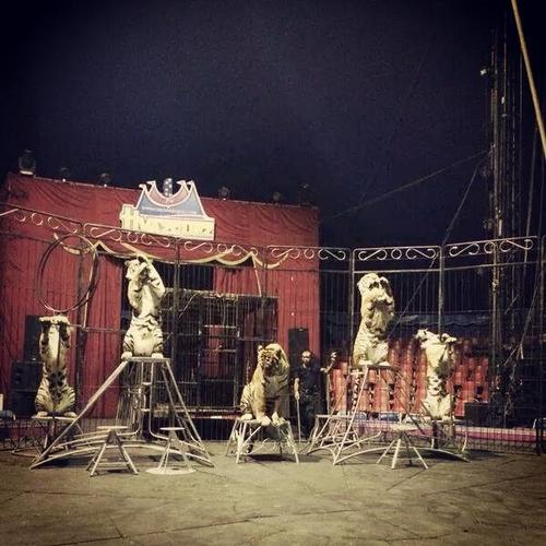 Un grupo de tigres ensayan previo a la presentación en el circo Hermanos Vázquez México (Foto: Facebook) 