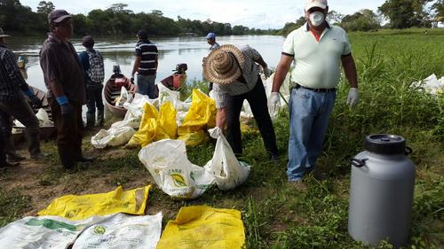 Pescadores de Sayaxché apoyaron en la recolección de los peces muertos. (Foto Rafael Ceballos)