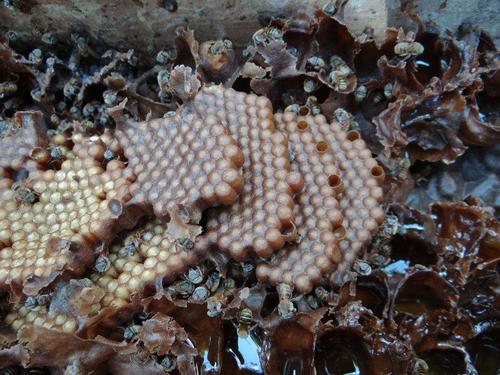 Los enjambres necesitan un cuidado especial para que se amplíen y las abejas guardan la miel, en "vejiguitas" de cera cerradas. La miel de estas abejas tiene un gran valor terapéutico y estético. 