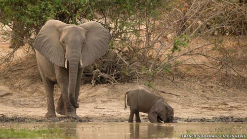 Cual Sera El Desenlace Del Ataque De Un Cocodrilo A Un Elefante Bebe