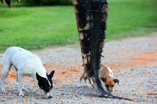 Las mascotas de la familia Stokes que cazó al cocodrilo, olfatean la cola del reptil. (Foto: Sharon Steinmann) 