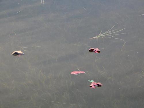 Estos son los zapatos que la mujer había lanzado al lago Petén Itzá. (Foto: Facebook/ Telenoticias de Petén)