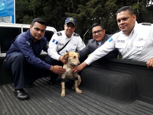 Uno de los perritos que busca comida en ese lugar será la nueva mascota en Mixco. (Foto: Municipalidad de Mixco)