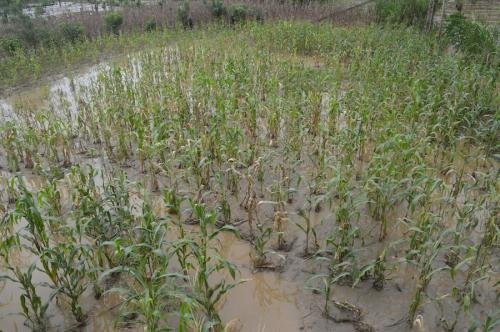 Las cosechas en Alta Verapaz se verán afectadas gravemente por las lluvias. (Foto: José Pop/Nuestro Diario)
