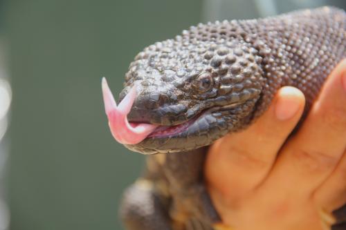 Este reptil podría ser la solución para encontrar el antídoto a ciertas enfermedades. (Foto: Fredy Hernández/Soy502)