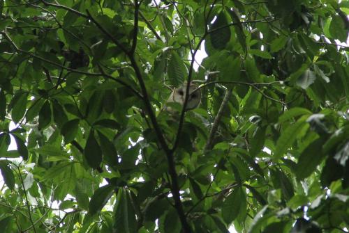 La lechuza vigila a los visitantes desde la copa de uno de los árboles que rodean su cueva. (Foto: Fredy Hernández/Soy502)