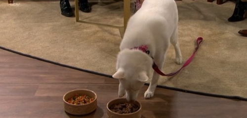 La mujer aseguraba que su perro solo comía vegetales, pero lo pusieron a elegir y este comió carne sin dudarlo. (Foto: This Morning)