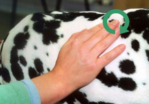 También puedes agregarle al vendaje unos masajitos en forma de círculos para ayudarles a relajarse. (Foto:VCA Animal Hospital)