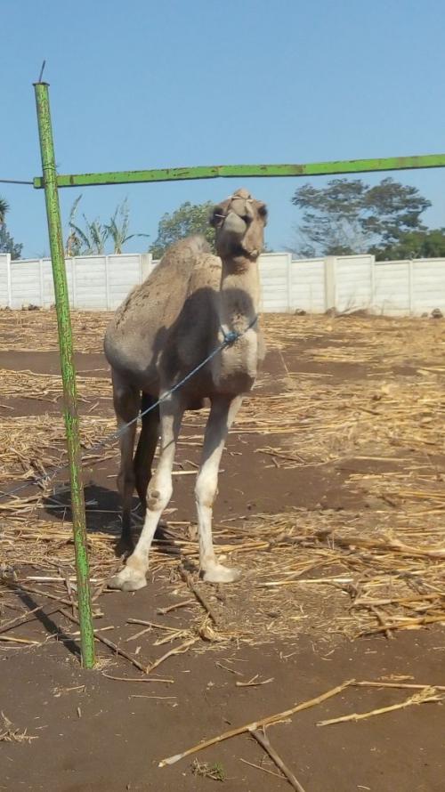 Un camello también forma parte de la colección del circo que desde hace meses se estableció en este pequeño poblado. (Foto: Conap)