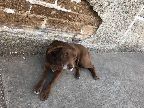 El bienestar de una sociedad también se puede medir a través de los animales abandonados. (Foto: Vic García)