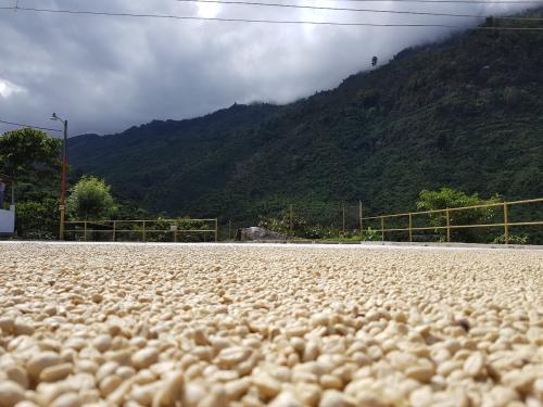 Un 65% del costo de producción de café es de mano de obra según Anacafé. (Foto: Cortesía)