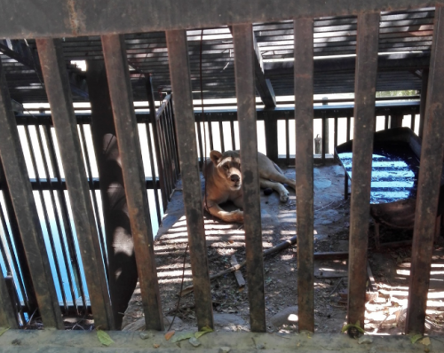 En el hogar Esperanza de Vida ubicado en Zacapa se encuentra un pequeño zoológico, piscinas y habitaciones de lujo para atender a los voluntarios, mientras que los niños están en malas condiciones. (Foto: Disability Rights International)