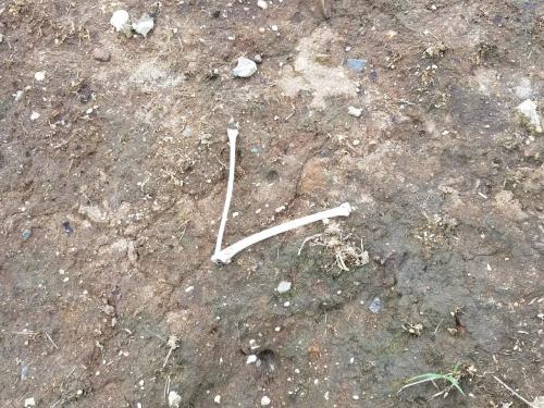 A veces los huesos son colocados de una extraña forma, según los trabajadores del Cementerio son utilizados para ritos. (Foto: Jessica Gramajo/Soy502)