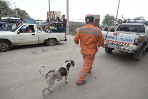En un inicio los rescatistas no podía agarrar al perro puesto que este quería permanecer junto a los cadáveres de sus dueños. (Foto: Wilder López/ Soy502)