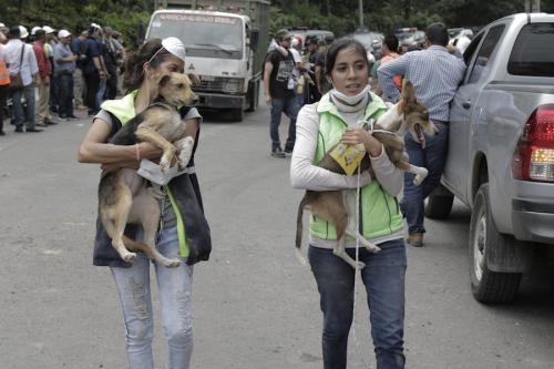 El esfuerzo por salvar vidas en el Volcán de Fuego también incluyó a las mascotas de la comunidad. (Foto: Alejandro Balán/Soy502)