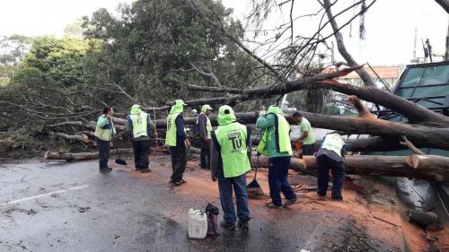 La unidad de Limpia y Verde de la Municipalidad ya comenzó los trabajos para remover el árbol derribado. (Foto: Amílcar Montejo/PMT)
