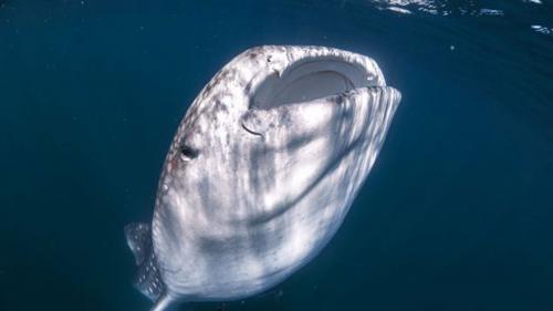 La especie vive en las profundidades, pero entre marzo y julio se puede observar cerca de la superficie. (Foto: Ocean Collective Media)