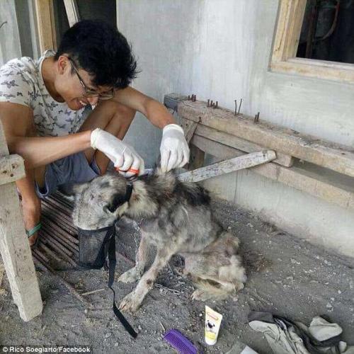 El hombre tomó la responsabilidad de rescatar al animalito. (Foto: Daily Mail)