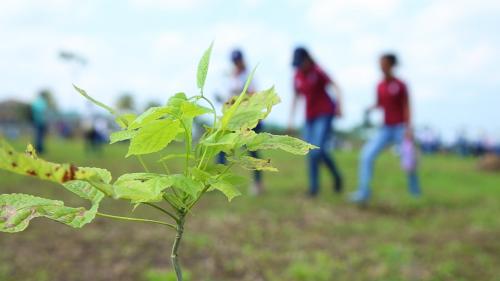 Matilisguate fue uno de los árboles plantados.  (Foto: George Rojas/Soy502)