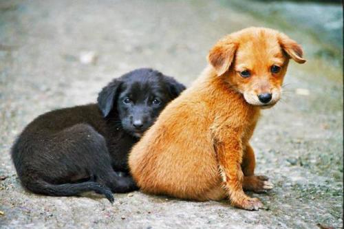 Queso fue parte de los millones de perros callejeros. (Foto: Capital21)