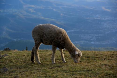 Los corderos son los animales de crianza más comunes en esta región del país. (Foto: Fredy Hernández/Soy502)