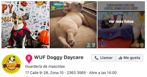 WUF Doggy Daycare. (Foto: Facebook)