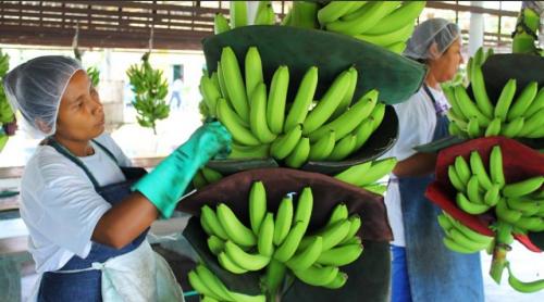 A la fecha este banano congelado ha sido muy bien recibido por el mercado local e internacional. (Foto archivo Soy502)