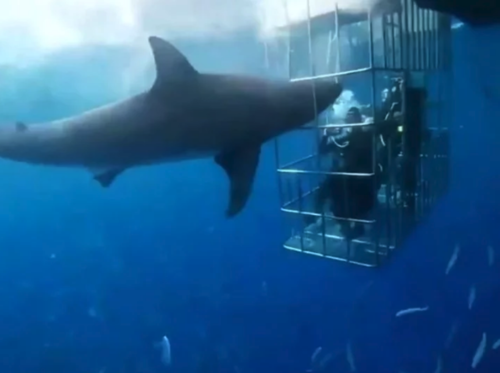 Momento en el que el tiburón blanco queda atrapado entre las rejas de la jaula. (Foto: Captura)