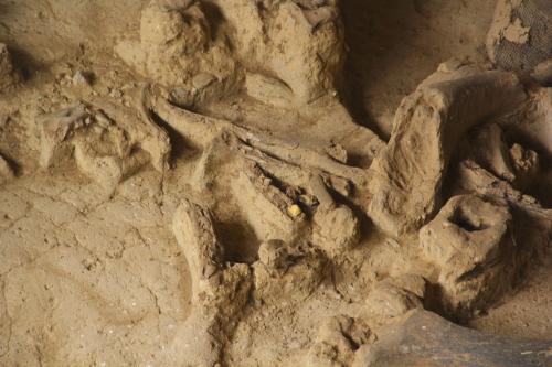 Los fósiles fueron hallados mientras se hacía una excavación para hacer un pozo artesanal. (Foto: Fredy Hernández/Soy502)