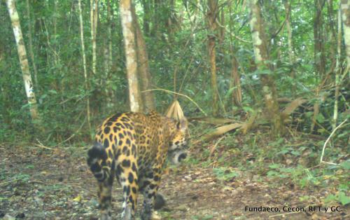 El jaguar macho iba acompañado de su pareja hembra, según explicaron los guardarrecursos. (Foto: Fundaeco)