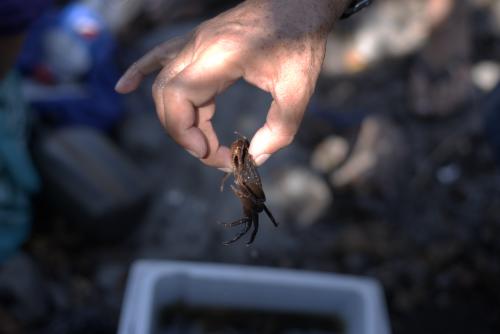 Los animales marinos que se lograban atrapar en los ríos, están migrando y otros ya no terminan de crecer por la acumulación de arena volcánica que ha dañado su entorno natural. (Foto: Wilder López/Soy502)