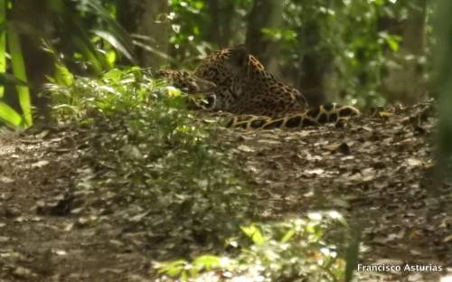 Al fondo se ve a los jaguares echados en una posición de romance. (Foto: Francisco Asturias)