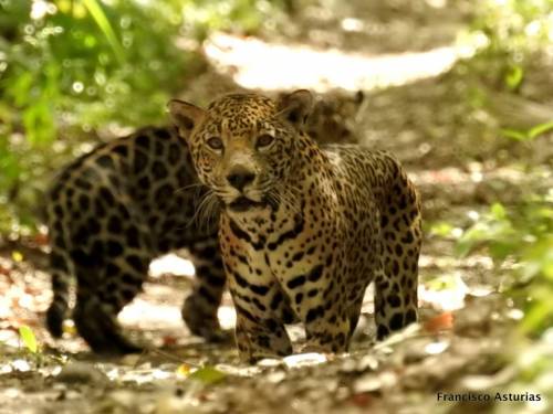 Los jaguares observaron al fotógrafo directamente. (Foto: Francisco Asturias)