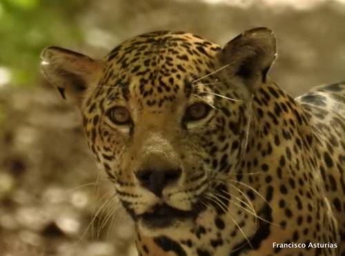 El jaguar macho observa fijamente a la cámara, luego que la hembra se alejó del lugar. (Foto: Francisco Asturias)