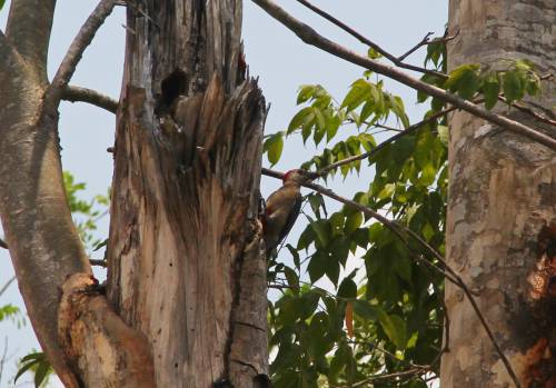 Los pájaros carpinteros son difíciles de observar a una distancia cercana. Casi siempre están en árboles muy altos y son muy escurridizos. (Foto: Fredy Hernández/Soy502)