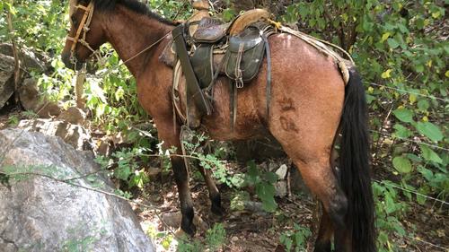 Este es el caballo en el que Haroldo Lorenzana Cordón trató de huir. (Foto: PNC)