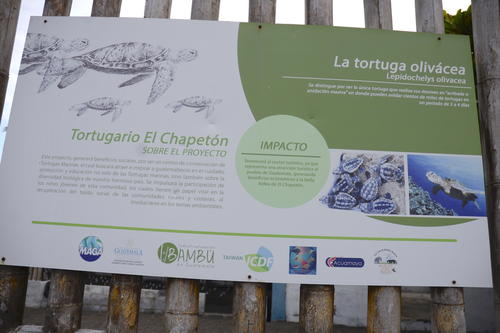 Los tortugarios se han convertido en un recinto que permite la conservación de la parlama en Guatemala. (Foto: Fredy Hernández/Soy502)