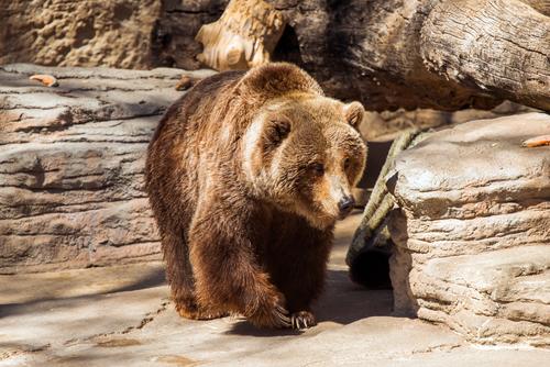 China aprobó el uso de bilis de oso para los medicamentos. (Foto: Freepick)