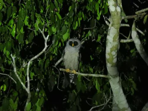 Las aves nocturnas están en todo el territorio. (Foto: Conap)