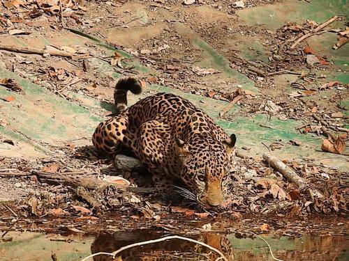 Un jaguar fue captado estos días debido a la inactividad humana. (Foto: Conap)