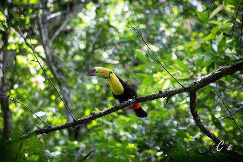 Las aves se acercan al Parque Nacional Tikal por la ausencia de turismo. (Foto: Hebert Chen)