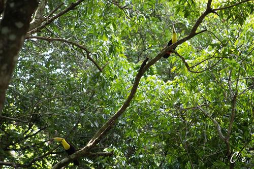 Una pareja de tucanes comparte la rama de un árbol en el Parque Nacional Tikal. (Foto: Hebert Chen)