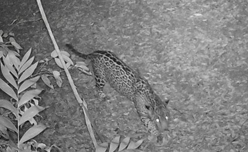 Un jaguar también dio un recorrido nocturno. (Foto: Francisco Asturias)