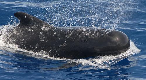 Las ballenas piloto se alimentan de peces pequeños como las crías de los delfines. (Foto: NOAA/NMFS/SWFSC)