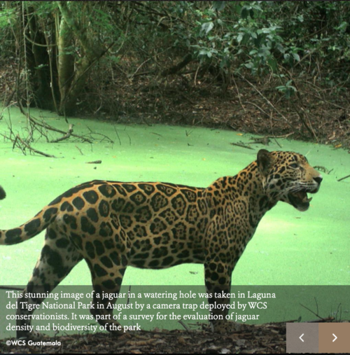 Jaguar captado en la Laguna del Tigre. (Foto: Rony Alberto García Anleu)
